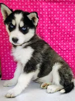 Nanook, a female Siberian Husky for sale in Iowa, IA – Photo 4 of 9