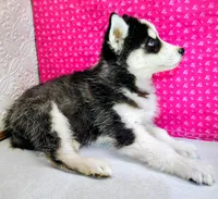 Nanook, a female Siberian Husky for sale in Iowa, IA – Photo 7 of 9