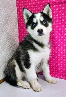 Nanook, a female Siberian Husky for sale in Iowa, IA – Photo 5 of 9