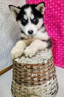 Nanook, a female Siberian Husky for sale in Iowa, IA – Photo 8 of 9
