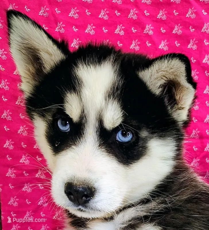 Nanook – Siberian Husky puppy for sale in Iowa, IA