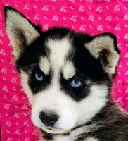 Nanook, a female Siberian Husky for sale in Iowa, IA – Photo 2 of 9