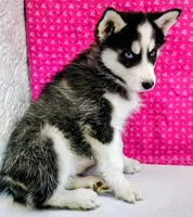 Nanook, a female Siberian Husky for sale in Iowa, IA – Photo 3 of 9