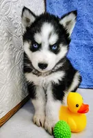 Orion, a male Siberian Husky for sale in Iowa, IA – Photo 4 of 5