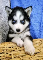 Orion, a male Siberian Husky for sale in Iowa, IA – Photo 5 of 5