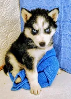 Orion, a male Siberian Husky for sale in Iowa, IA – Photo 3 of 5