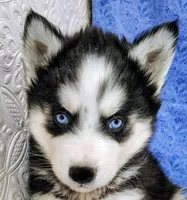 Orion, a male Siberian Husky for sale in Iowa, IA – Photo 2 of 5