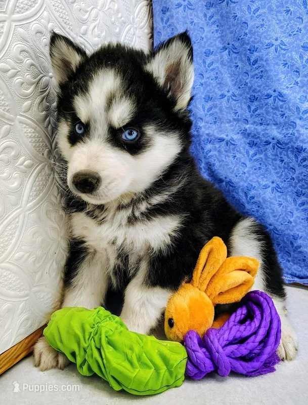 Orion – Siberian Husky puppy for sale in Iowa, IA