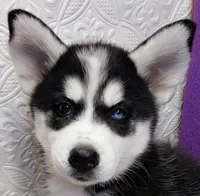 Koda, a female Siberian Husky for sale in Iowa, IA – 4 of 5