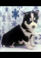 Champ, a male Siberian Husky for sale in Iowa, IA – Photo 1 of 4