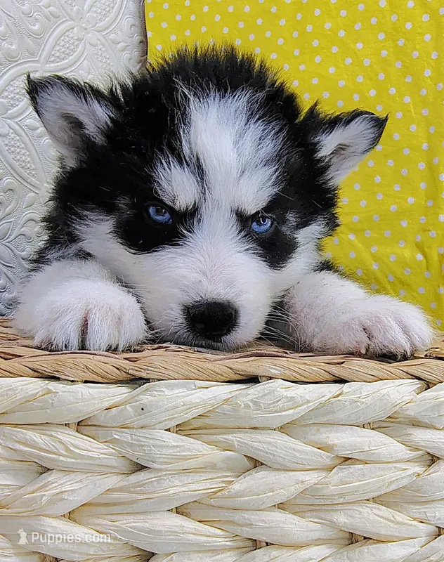 Artemis  – Siberian Husky puppy for sale in Iowa, IA