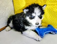 Artemis , a male Siberian Husky for sale in Iowa, IA – Photo 2 of 3