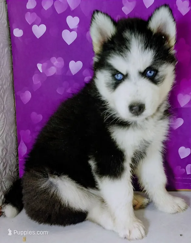 Lizzy – Siberian Husky puppy for sale in Iowa, IA