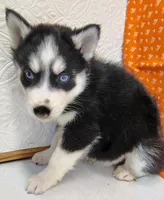 Pluto, a male Siberian Husky for sale in Iowa, IA – Photo 5 of 6