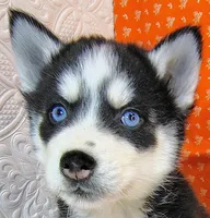 Pluto, a male Siberian Husky for sale in Iowa, IA – Photo 4 of 6