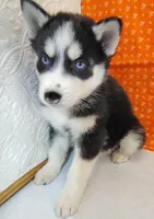 Pluto, a male Siberian Husky for sale in Iowa, IA – Photo 6 of 6