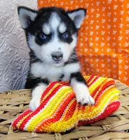 Pluto, a male Siberian Husky for sale in Iowa, IA – Photo 2 of 6