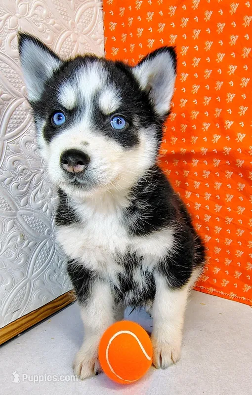 Pluto – Siberian Husky puppy on hold in Iowa, IA