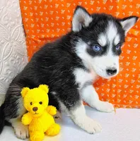 Pluto, a male Siberian Husky for sale in Iowa, IA – Photo 3 of 6