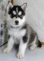 Scout, a male Siberian Husky for sale in Iowa, IA – Photo 2 of 5