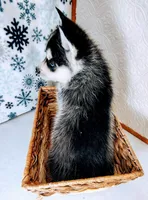 Scout, a male Siberian Husky for sale in Iowa, IA – Photo 5 of 5