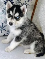 Scout, a male Siberian Husky for sale in Iowa, IA – Photo 4 of 5