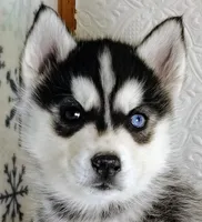 Scout, a male Siberian Husky for sale in Iowa, IA – Photo 3 of 5