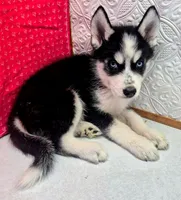 Siber, a male Siberian Husky for sale in Iowa, IA – 5 of 5