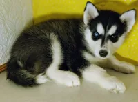 Eliza, a female Siberian Husky for sale in Iowa, IA – 5 of 6