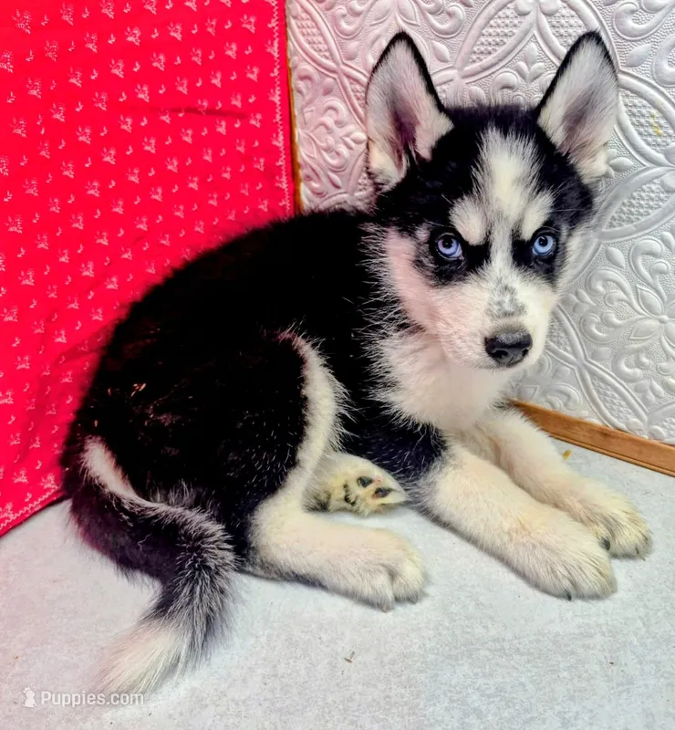Siber – Siberian Husky puppy for sale in Iowa, IA