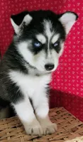 Zook, a male Siberian Husky for sale in Iowa, IA – 5 of 5
