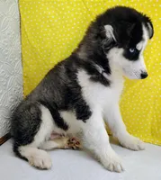 Kiko, a male Siberian Husky for sale in Iowa, IA – Photo 6 of 7