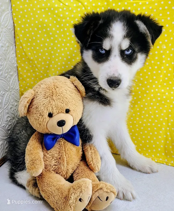 Kiko – Siberian Husky puppy on hold in Iowa, IA