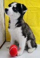 Kiko, a male Siberian Husky for sale in Iowa, IA – Photo 2 of 7