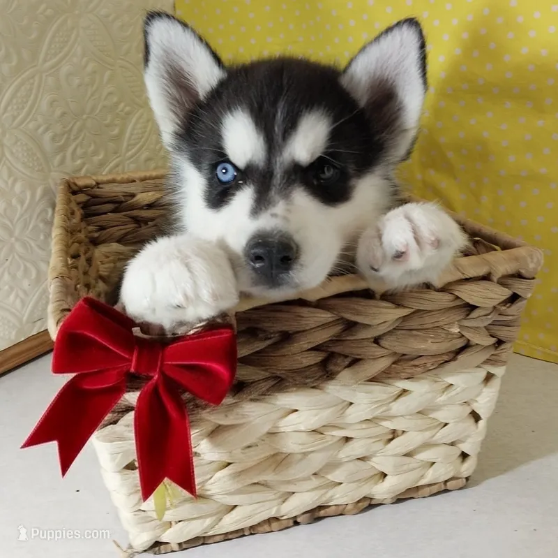 Eliza – Siberian Husky puppy for sale in Iowa, IA