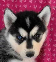 ANGEL, a female Siberian Husky for sale in Iowa, IA – Photo 4 of 4