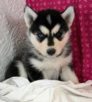 ANGEL, a female Siberian Husky for sale in Iowa, IA – Photo 2 of 4