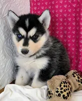 ANGEL, a female Siberian Husky for sale in Iowa, IA – Photo 3 of 4