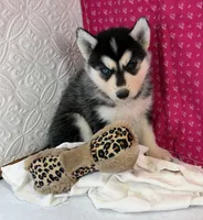 ANGEL, a female Siberian Husky for sale in Iowa, IA – Photo 1 of 4