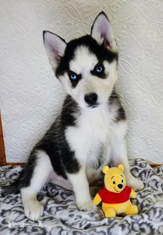 Kira, a female Siberian Husky for sale in Iowa, IA – Photo 1 of 7