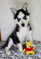 Kira, a female Siberian Husky for sale in Iowa, IA – Photo 1 of 7