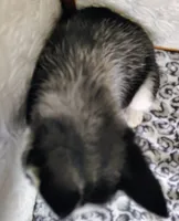 Kira, a female Siberian Husky for sale in Iowa, IA – Photo 7 of 7