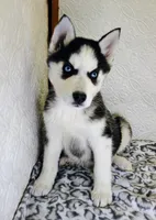 Kira, a female Siberian Husky for sale in Iowa, IA – Photo 5 of 7