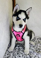 Kira, a female Siberian Husky for sale in Iowa, IA – Photo 2 of 7