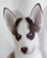 Lora, a female Siberian Husky for sale in Iowa, IA – Photo 5 of 6