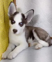 Lora, a female Siberian Husky for sale in Iowa, IA – Photo 3 of 6