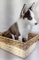 Lora, a female Siberian Husky for sale in Iowa, IA – Photo 4 of 6