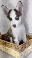 Lora, a female Siberian Husky for sale in Iowa, IA – Photo 1 of 6