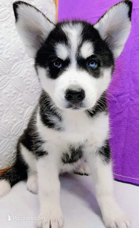 Koda – Siberian Husky puppy on hold in Iowa, IA