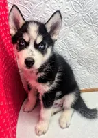 Siber, a male Siberian Husky for sale in Iowa, IA – 4 of 5